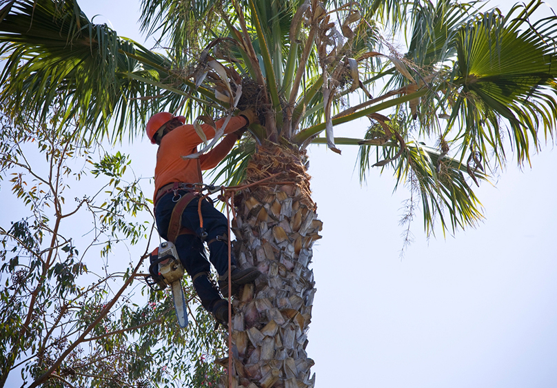Palm Tree Trimming Services Gqeberha – Trees and Grass Palm Tree Trimming Services Gqeberha - Trees and Grass