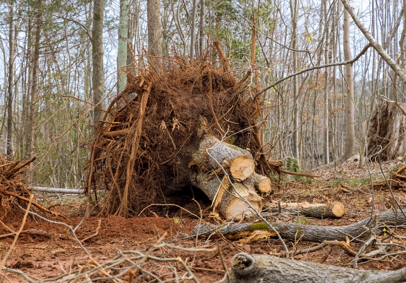 Tree Removal Services Gqeberha Trees and Grass Tree Removal Services Gqeberha Trees and Grass